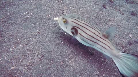 A Striped Fish
