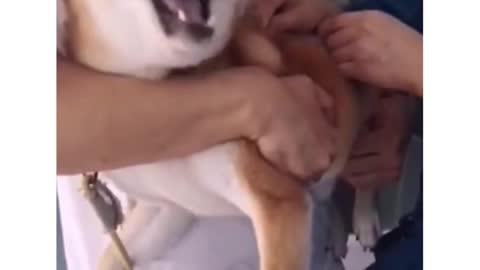 Dog Trainging