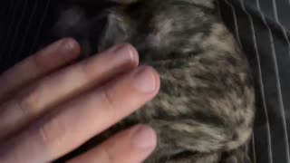 Mastiff Puppy Snoring While Getting Rubbed