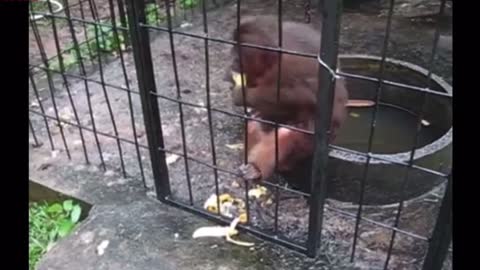 Baboon and his bananas