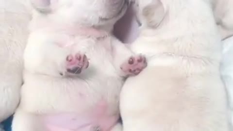Super Cute And Funny Bulldog Puppies