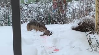 Sick Wolf Hunts a Deer in the Yard