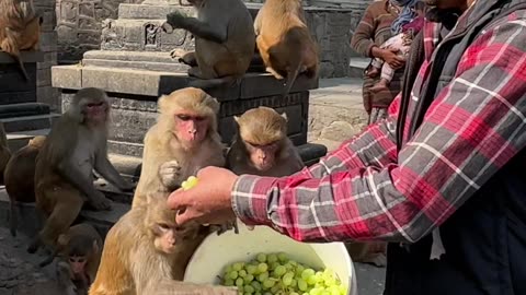 Man Feeds Monkeys a Bucket Full of Grapes