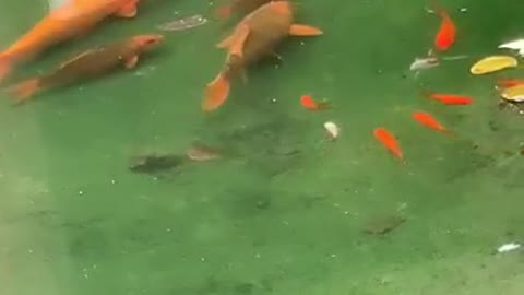 What a big goldfish