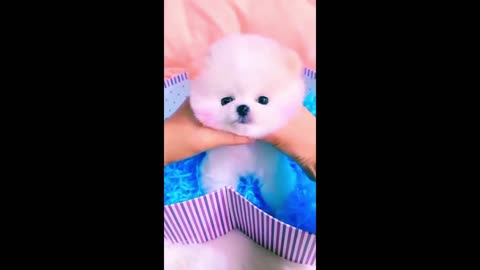 Must love cute puppy