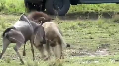 A lion intercept passing the wildebeest group, is too much