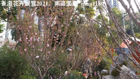 [盛放櫻花] 香港花卉展覽2021。南區園圃 HK Flower Show 2021。Southern District Garden Plot, mhp1180 Mar 2021