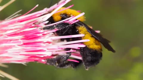 Close Up Video of Bee on a Flower