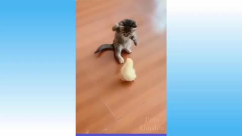 boxing cat funny