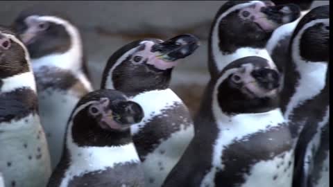 beaurifel penguins