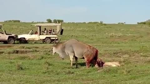 Lioness trying to bring down Eland@ Maasai Mara National Reserve"