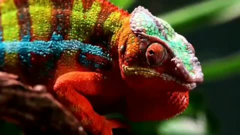 Animal 1: real chameleon