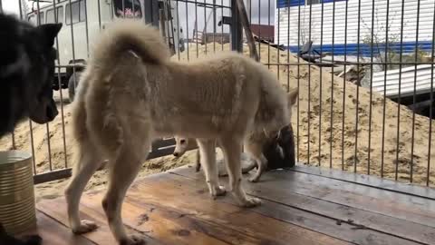 The wolf plays with a small puppy who does not allow himself to be offended. Cute video