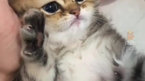 Cute and funny cat 😺