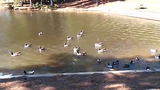 Ducks at Lake Carroll