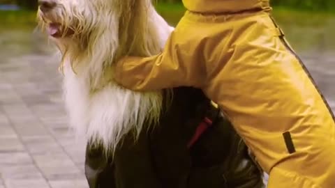 Smart Dog Video 2022 |Cute Dog #short,#short2021, #Shortviral #shortvideo #reels,