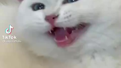 Adorable White cute cat laughting 😍😂🤣