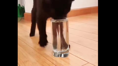 Cat's funny dance 😻