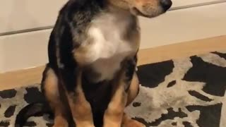 Black tan puppy falls asleep while standing up