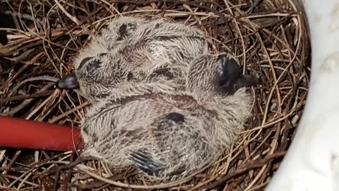 VOILÀ! NEWLY HATCHED MOURNING DOVES!