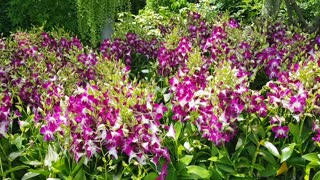 Beautiful orchids collection