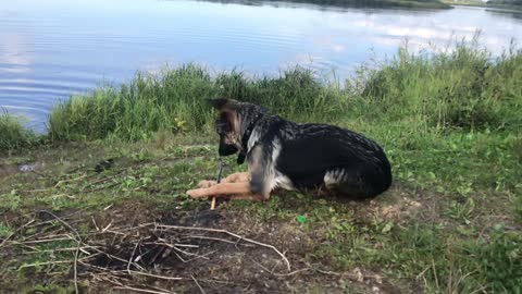 slow-mo waterdog