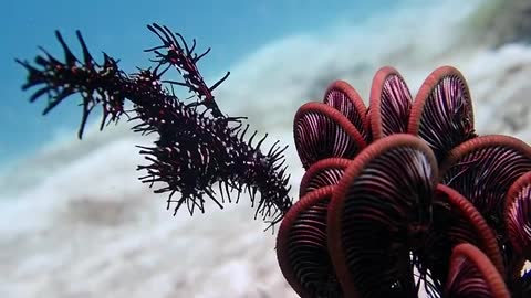 Ornate ghost pipe fish