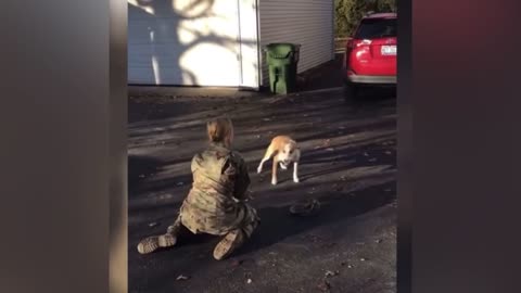 Dog does not recognise his owner