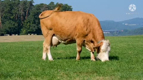 pets Animal cows in the field👍👍full funny😊😊