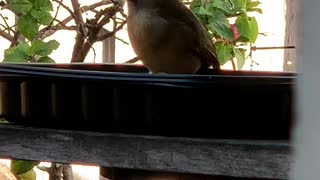 Back Yard Birds Hawai’i Momma2