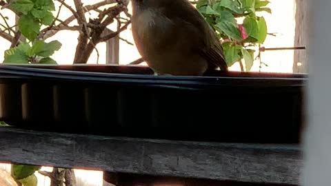 Back Yard Birds Hawai’i Momma2