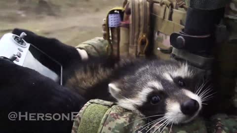 Kherson the racoon assists paratrooper with drone