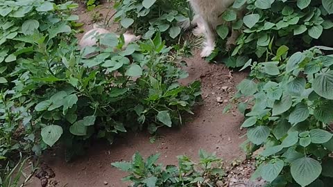 Parys (dog) and Aslan (cat) playing