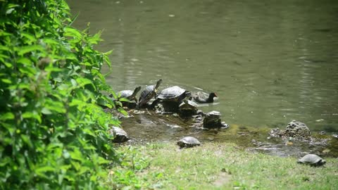 Milan, Italy - park Sempione - turtles bask in the sun