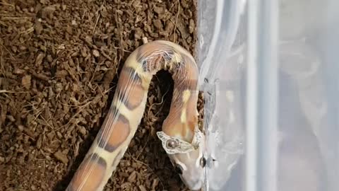 Scaleless Snake Shedding Skin