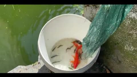 freshly caught goldfish