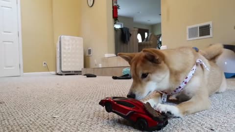 Dog funny moments #super car #funny