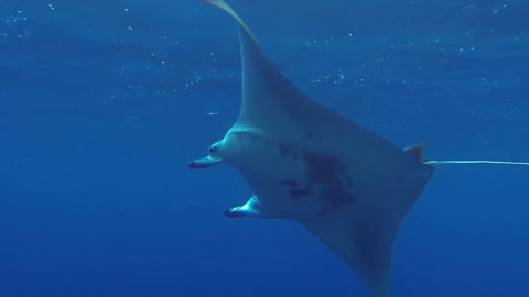 Manta ray swimming in the ocean