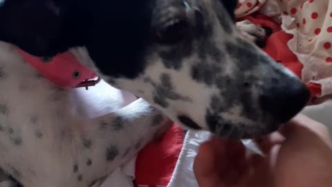 my dog ​​receiving affection likes the top video