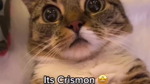 Merry Christmas funny cat video