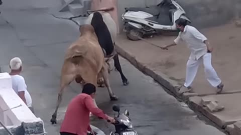 Aggressive bull terrier fight on Indian Streets