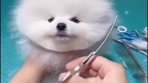 WATCH NOW: Cute Dog getting haircut 🐕