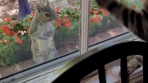 Squirrel be like : come get me , am standing here 😂😂😂😂😂❤️❤️