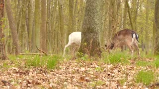2 Fallow Deer Bucks Fighting