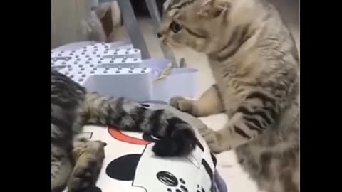 Cute Cats fighting videos
