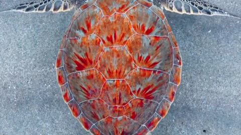 Beautiful sea turtle