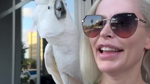 Funny parrot |cockatiel parrot | Funny birds | Funny animals