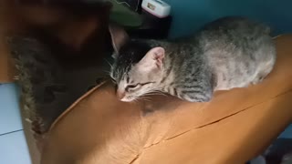 the cat is sleeping on the chair