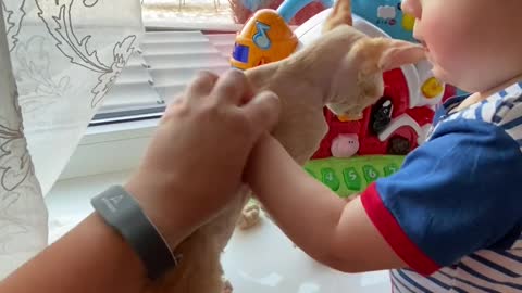 Cute baby boy playing with cute cat