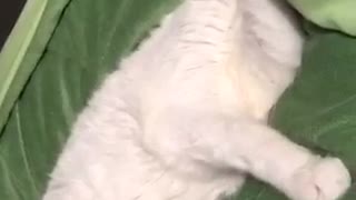 White cat laying on green blanket cleaning itself